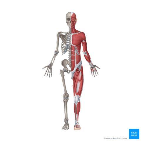 Sistema musculoesquelético Descubre la estructura y función de los