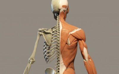 Fisioterapia y anatomía musculoesquelética: comprensión detallada de la estructura y función del cuerpo humano