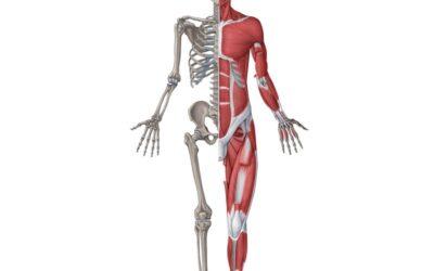 Sistema musculoesquelético: Descubre la estructura y función de los huesos y tejidos conectivos